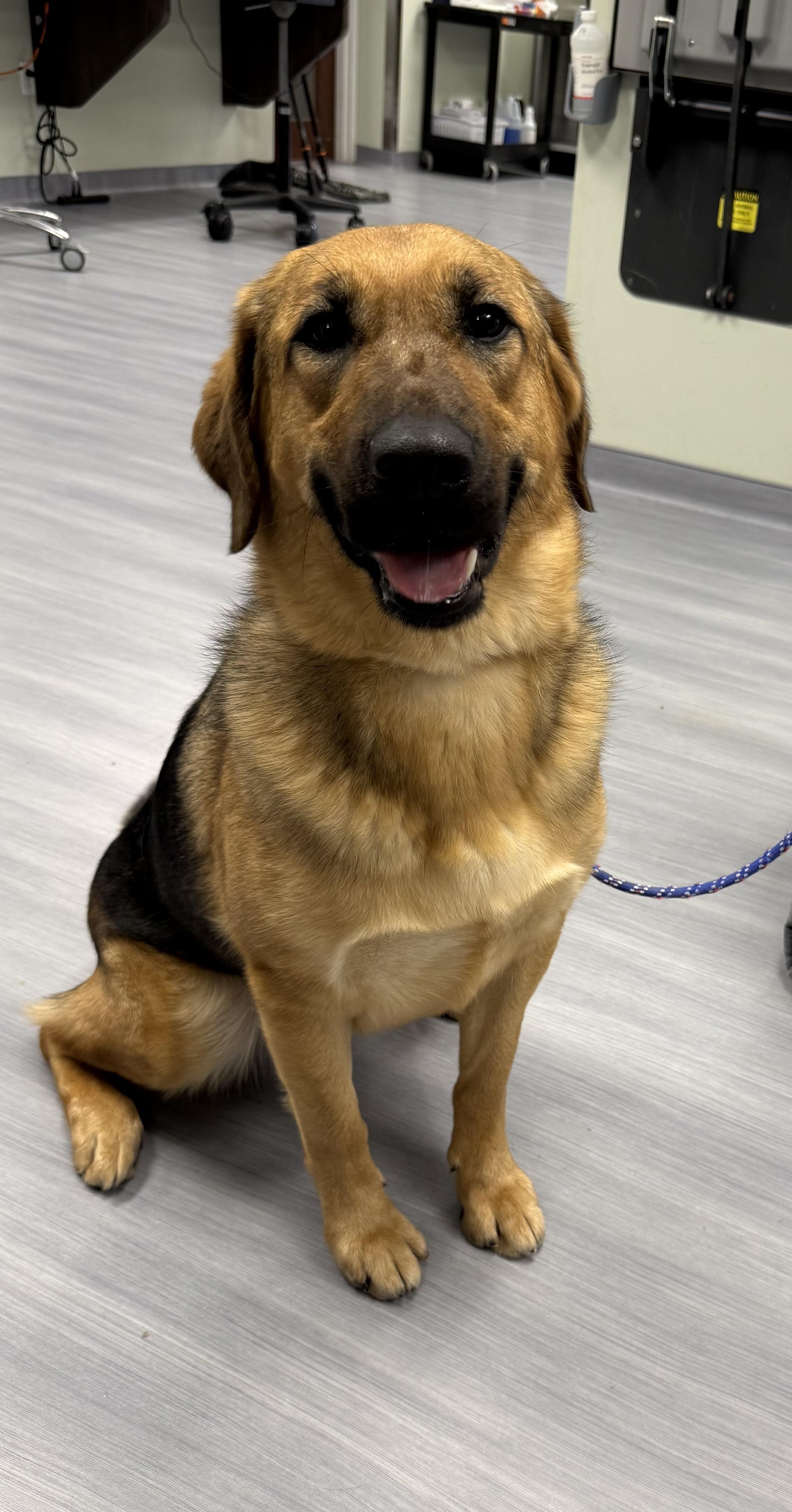 Enlarge Ginger , an adopted mixed breed in Milford, CT image 5/6