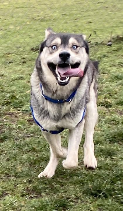 Ajax, Adoptable, Adult Male Husky & Mixed Breed.