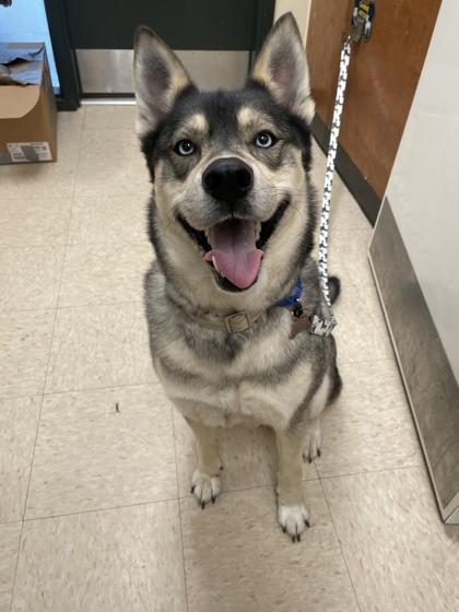 Enlarge Ajax, a Adoptable mixed breed in Burlington, WA image 2/3