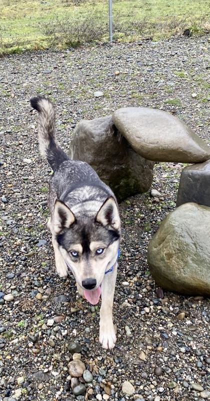 Enlarge Ajax, a Adoptable mixed breed in Burlington, WA image 3/3