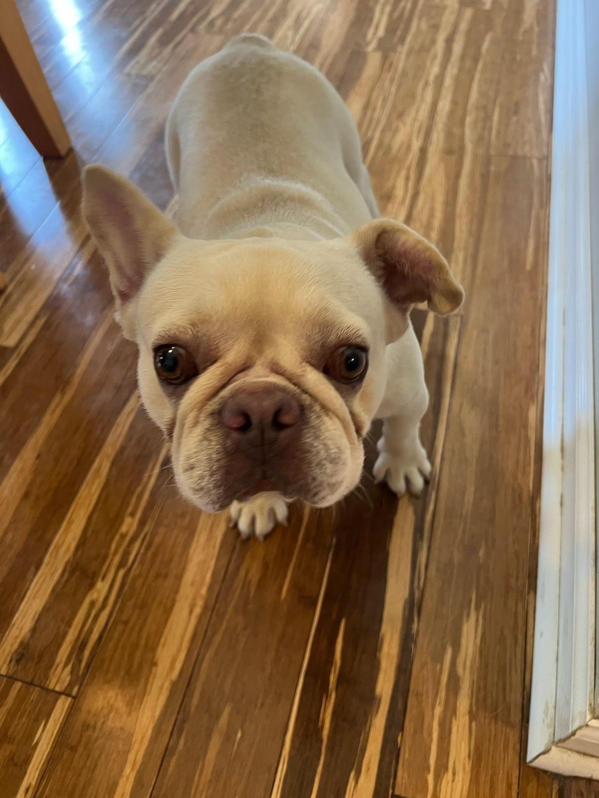 Liberty, Adopted, Adult Female French Bulldog.