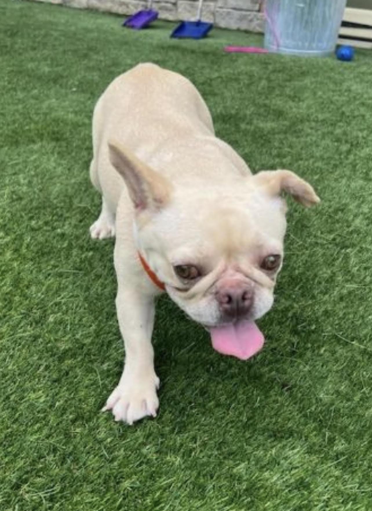 Enlarge Liberty, a Adopted French Bulldog in Crete, IL image 2/2