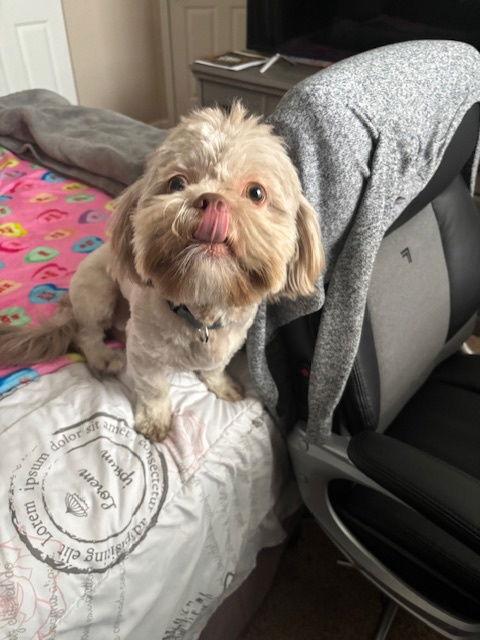 Theodore-OS, Adopted, Young Male Shih Tzu & Lhasa Apso.