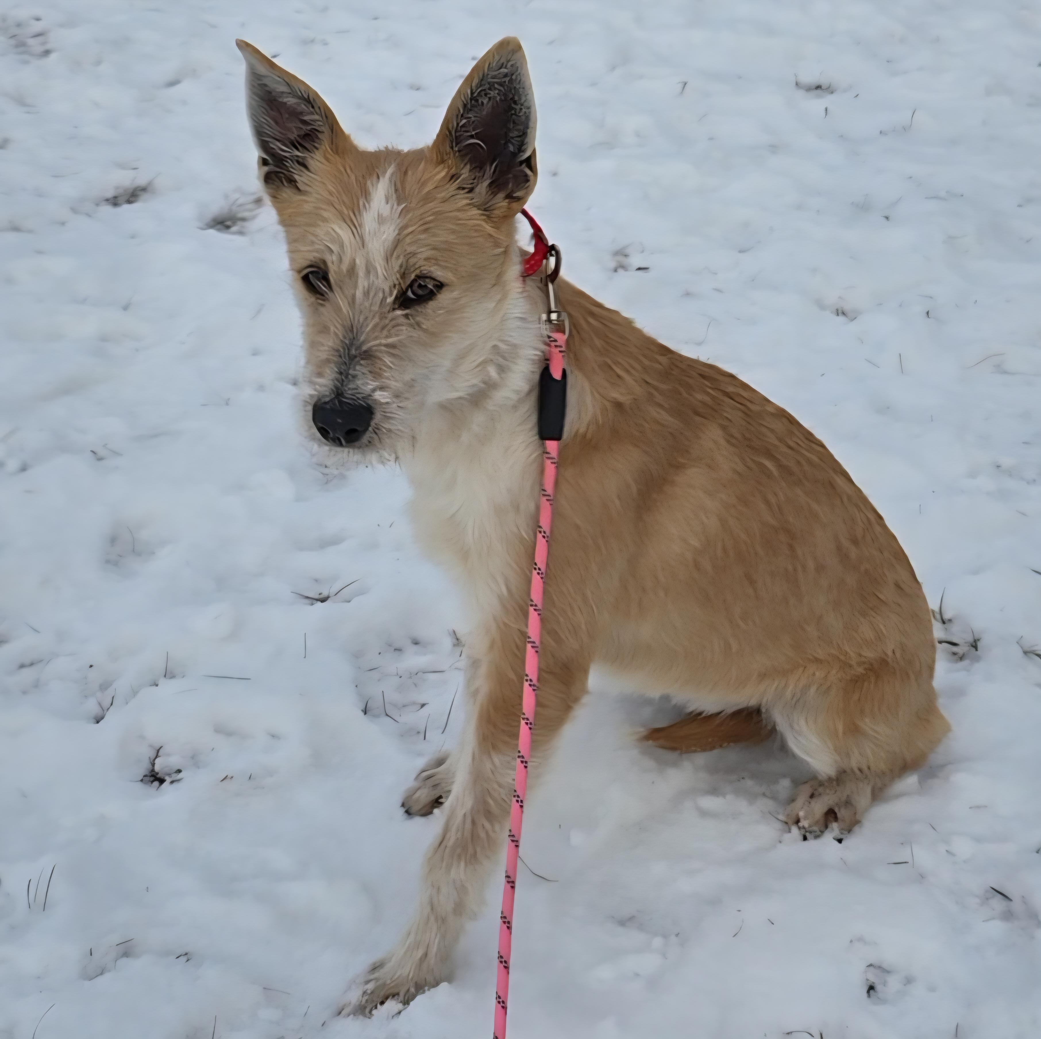 Alice, a ADOPTABLE mixed breed in LaGrange, IN image 4/6
