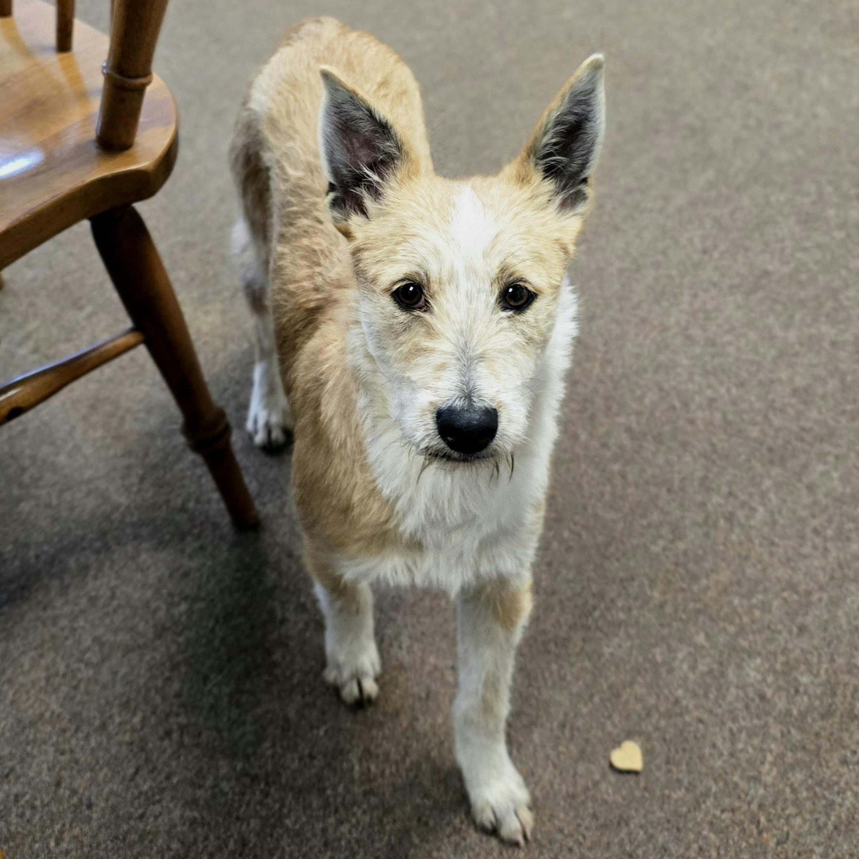 Alice, a ADOPTABLE mixed breed in LaGrange, IN image 5/6
