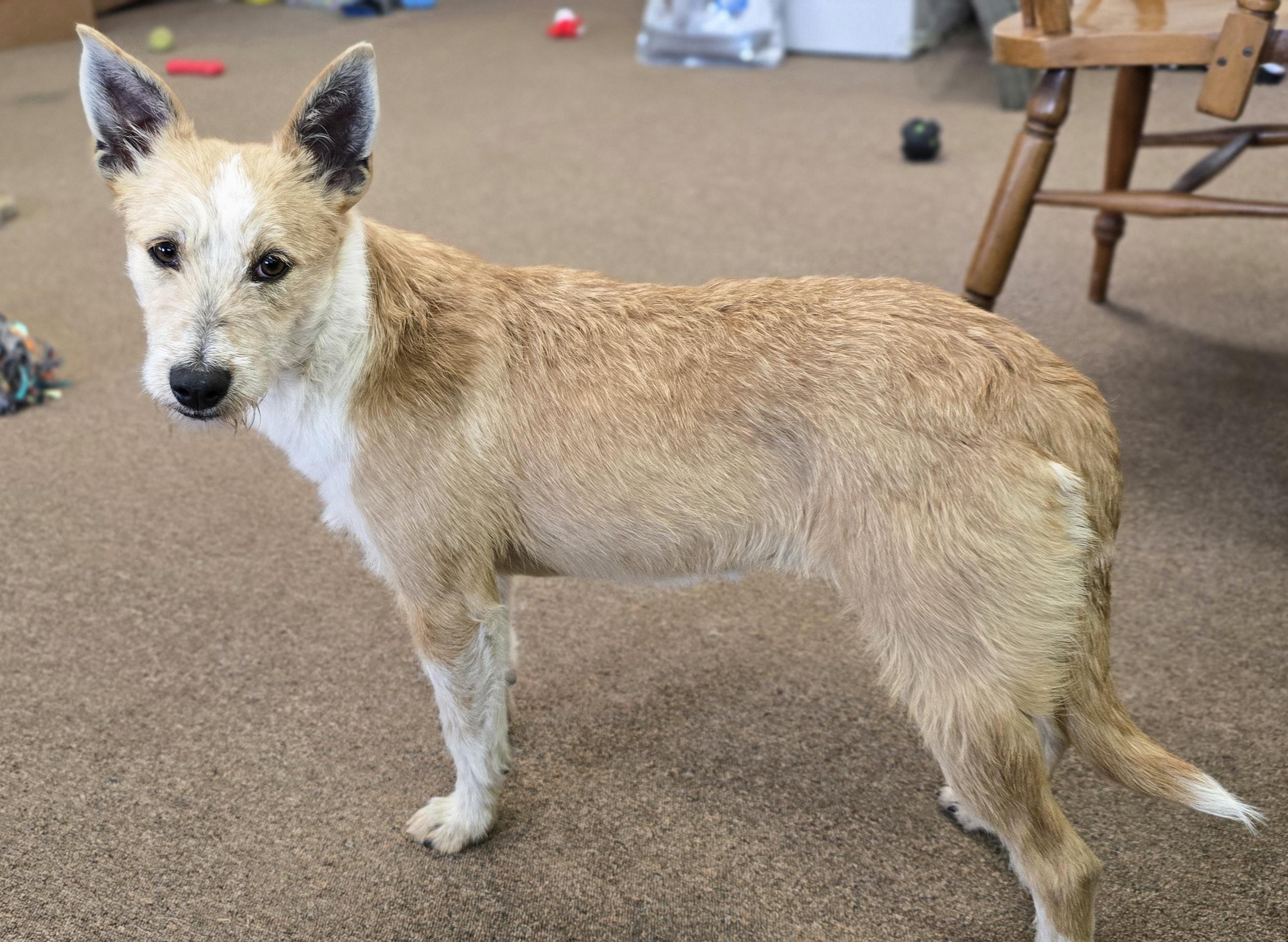 Alice, a ADOPTABLE mixed breed in LaGrange, IN image 3/6