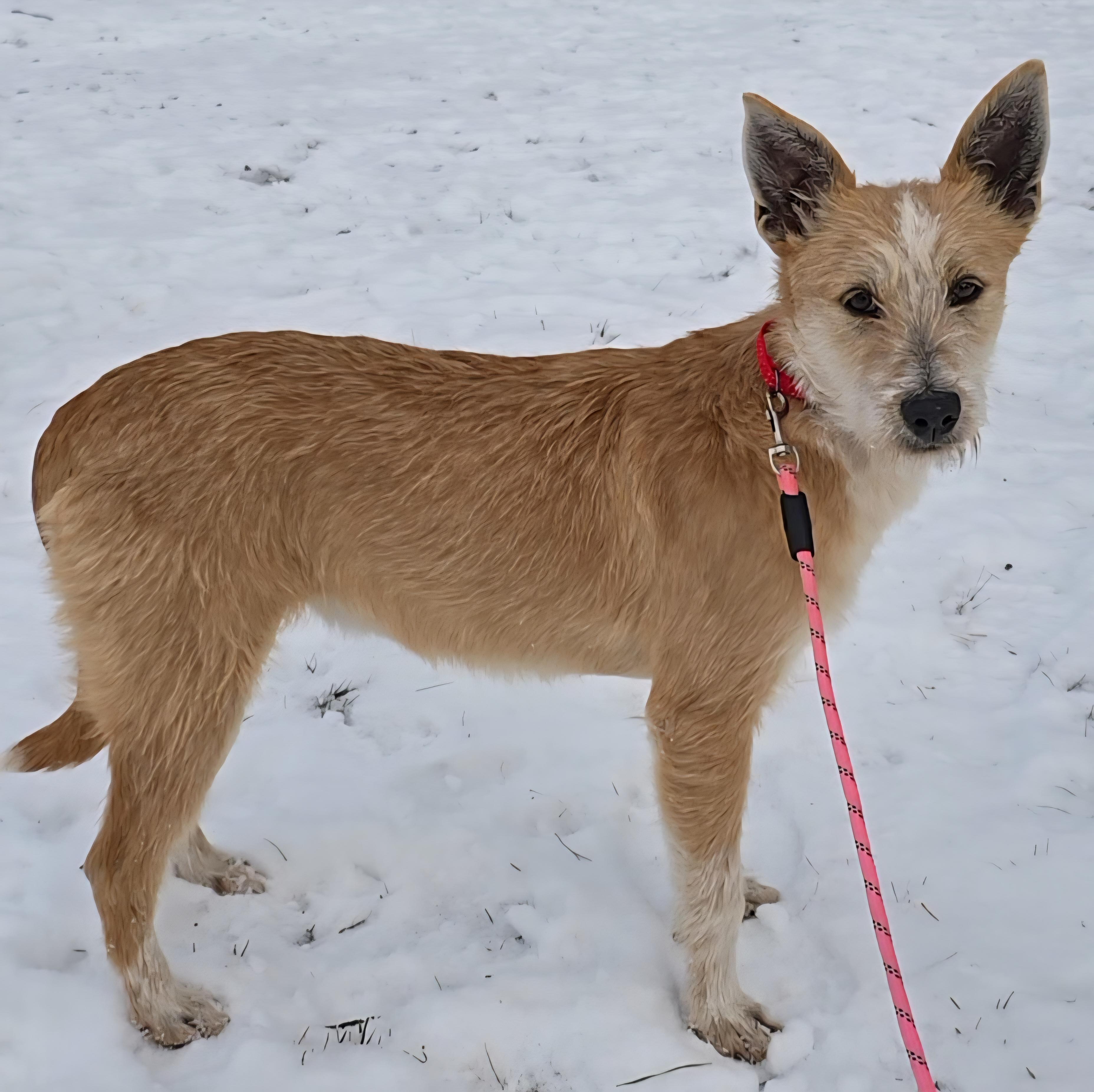 Alice, a ADOPTABLE mixed breed in LaGrange, IN image 2/6