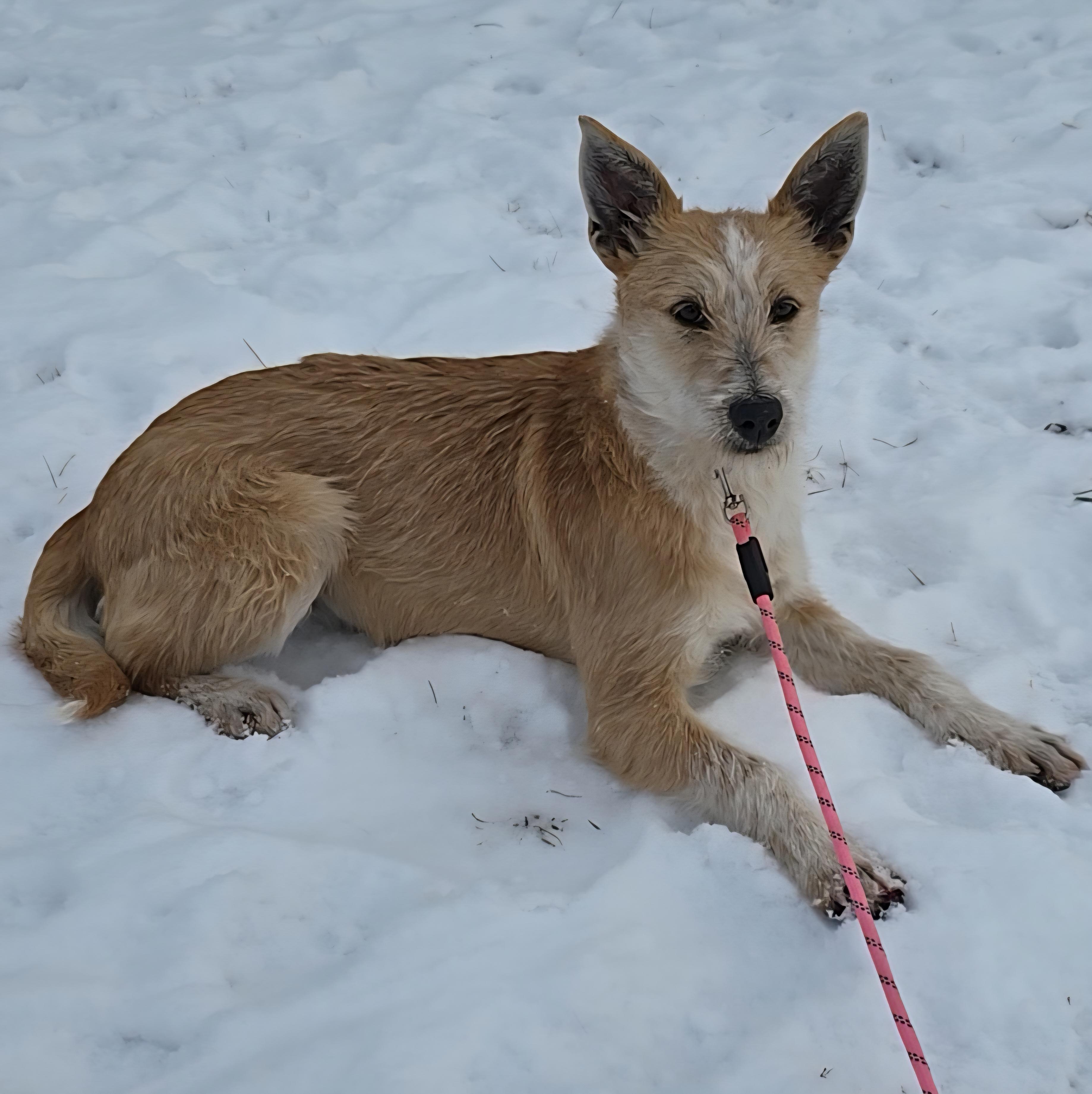 Alice, a ADOPTABLE mixed breed in LaGrange, IN image 6/6