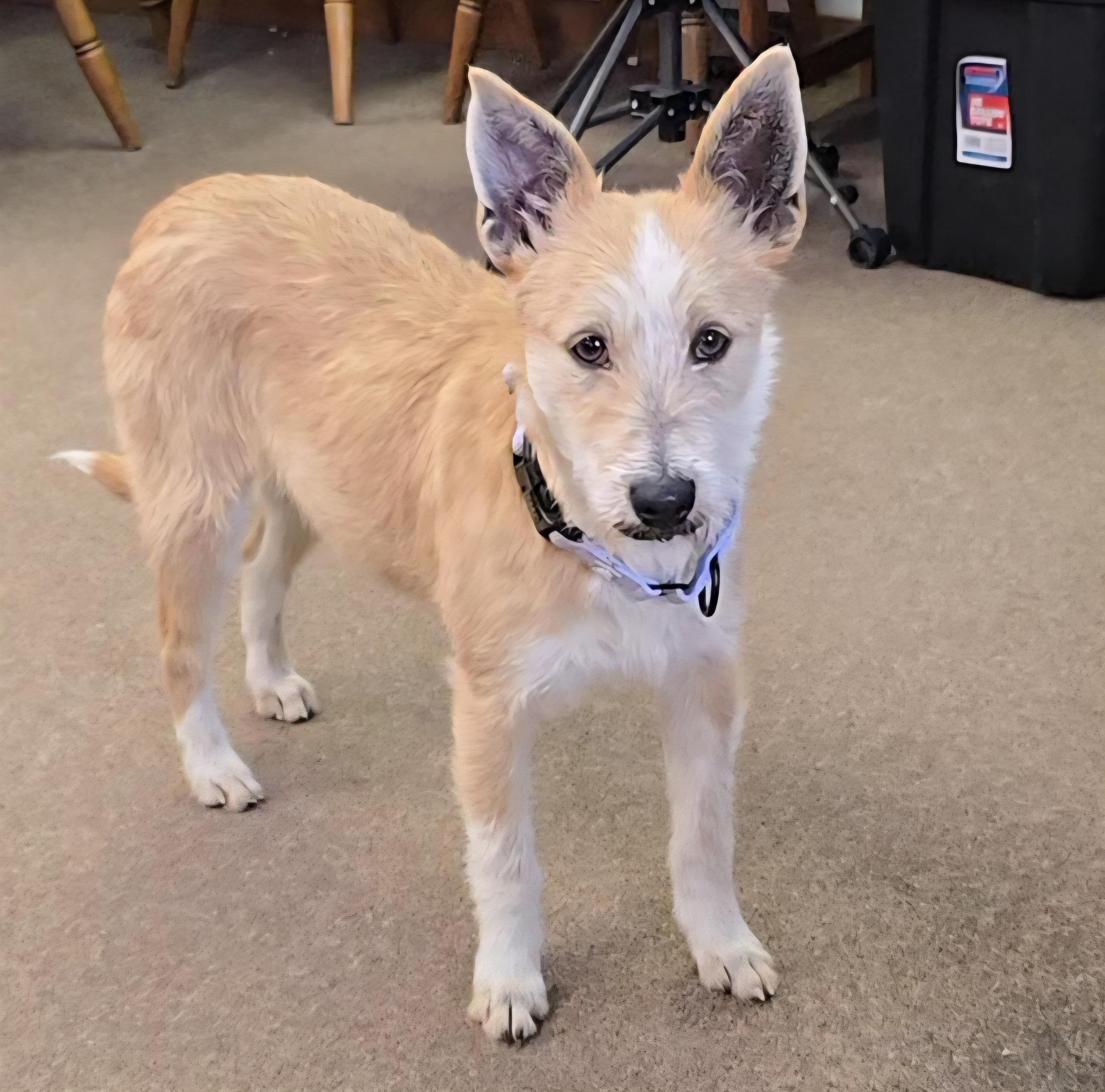 Alice, ADOPTABLE, Young Female Jack Russell Terrier & Australian Cattle Dog / Blue Heeler.