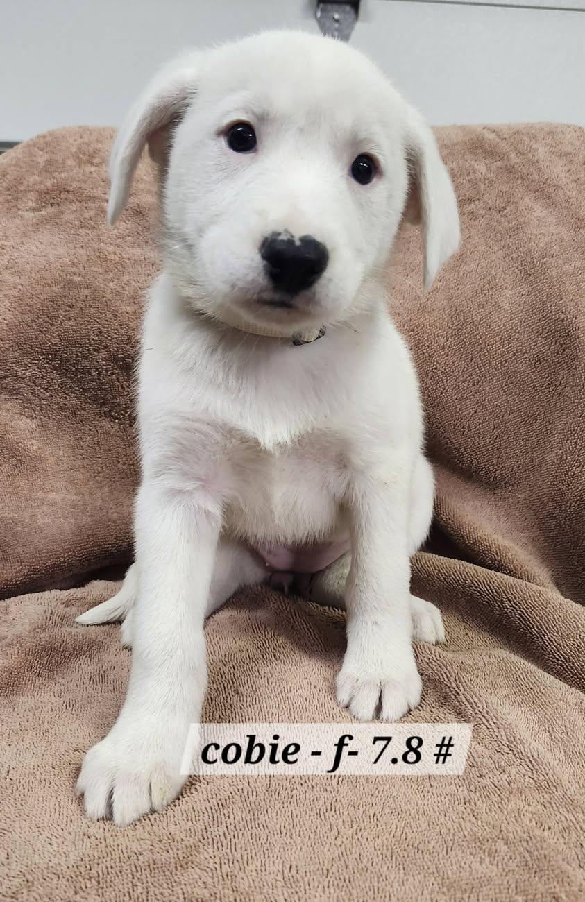 Enlarge Cobie, a Adoptable mixed breed in Hillside, IL image 1/3