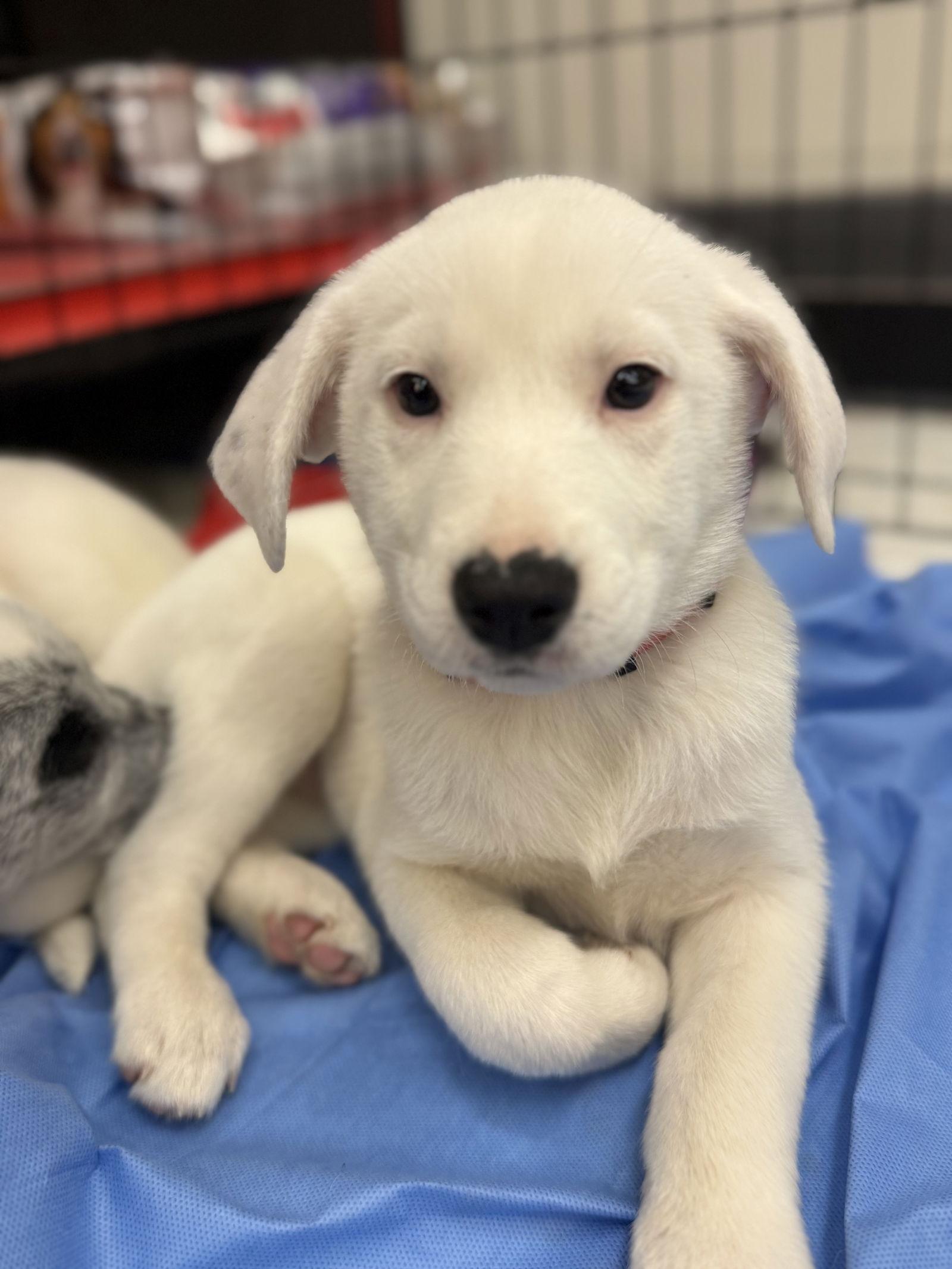 Enlarge Cobie, a Adoptable mixed breed in Hillside, IL image 2/3