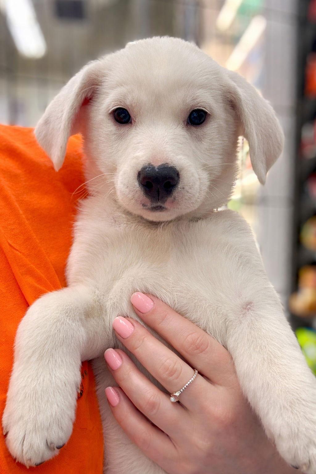 Enlarge Cobie, a Adoptable mixed breed in Hillside, IL image 3/3