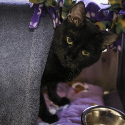 Heka, a Adoptable mixed breed in Madison, WI image 1/3