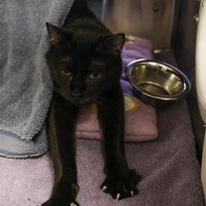 Heka, a Adoptable mixed breed in Madison, WI image 3/3