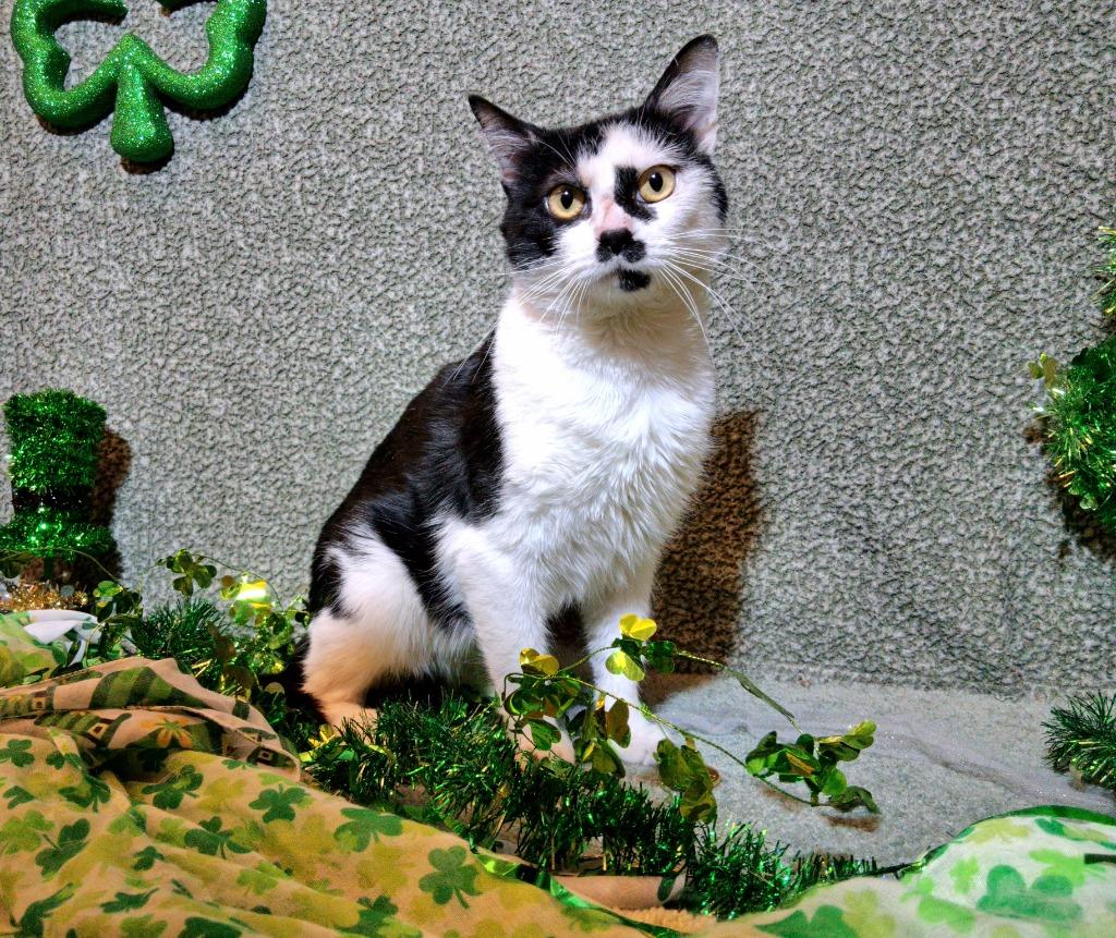 SHEEP, Adoptable, Adult Male Domestic Short Hair.