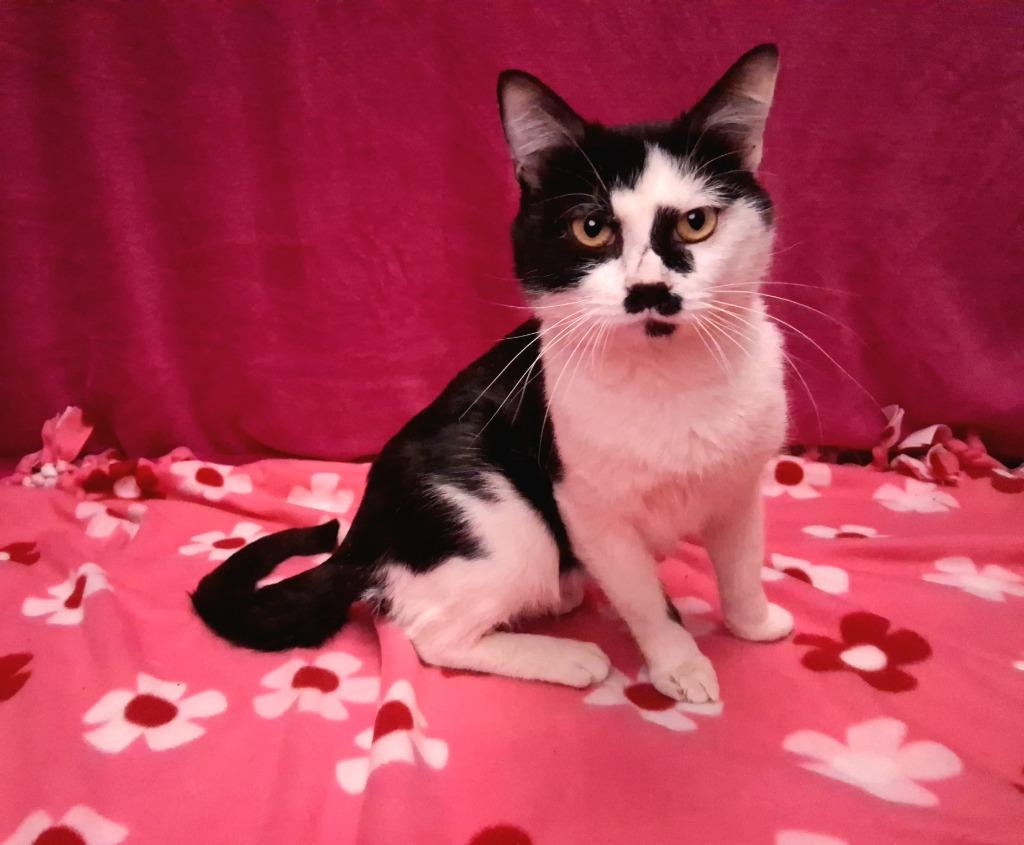 Enlarge SHEEP, a Adoptable mixed breed in Wintersville, OH image 2/5