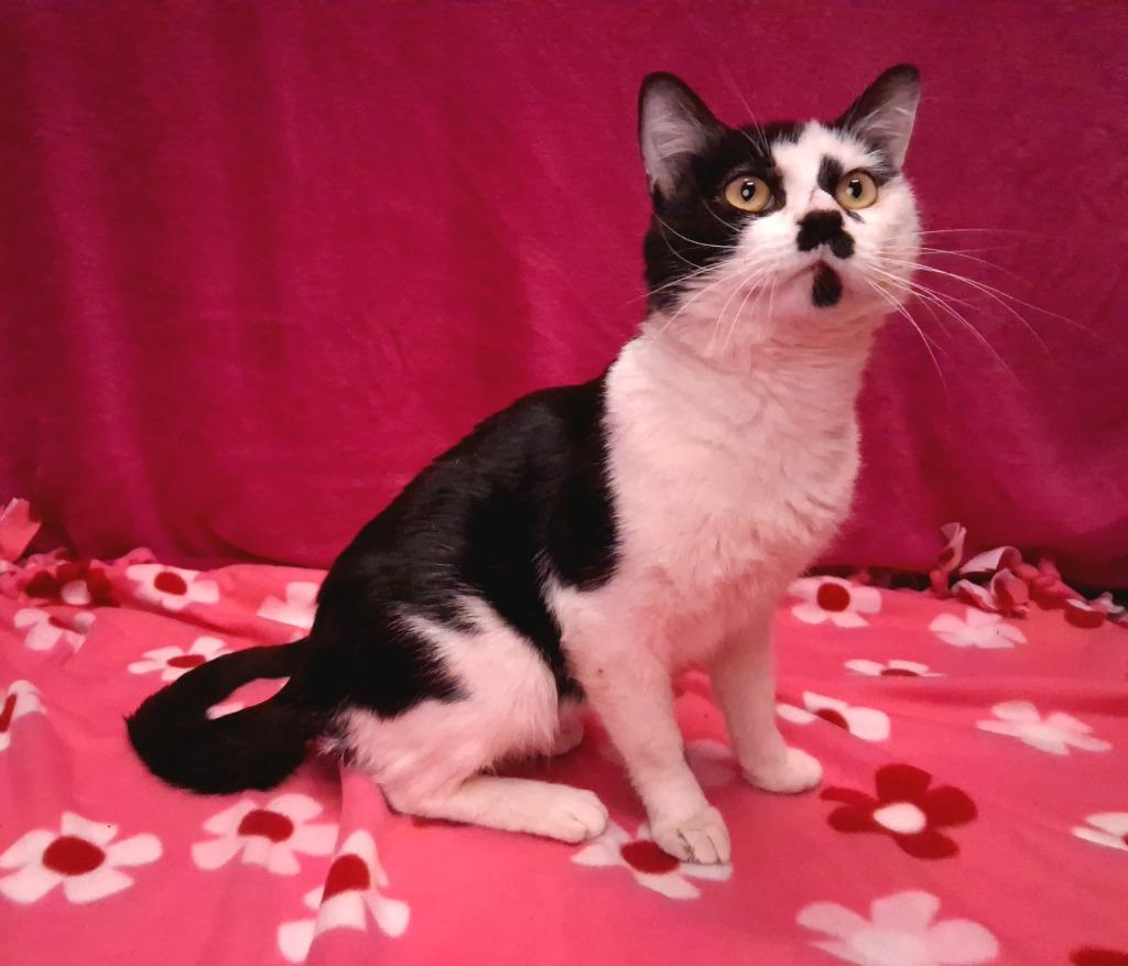 Enlarge SHEEP, a Adoptable mixed breed in Wintersville, OH image 3/5