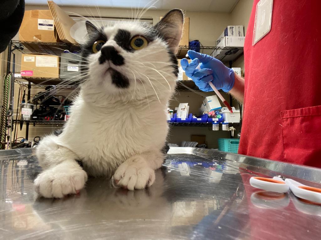 Enlarge SHEEP, a Adoptable mixed breed in Wintersville, OH image 4/5