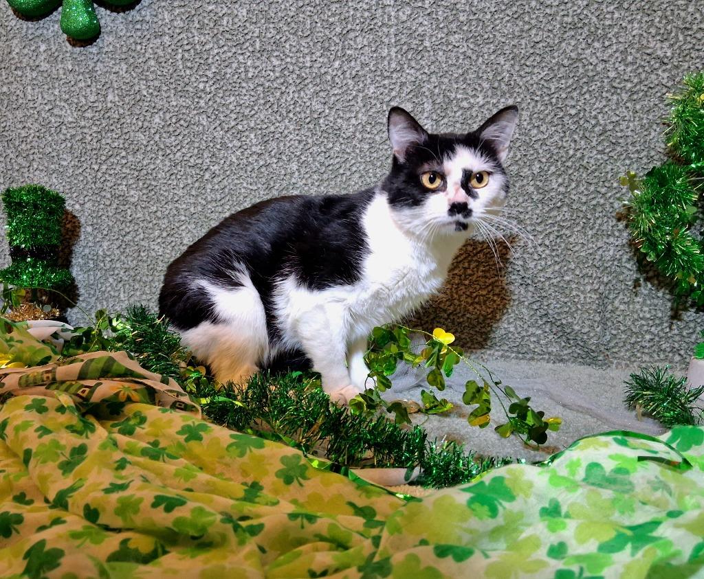 Enlarge SHEEP, a Adoptable mixed breed in Wintersville, OH image 5/5