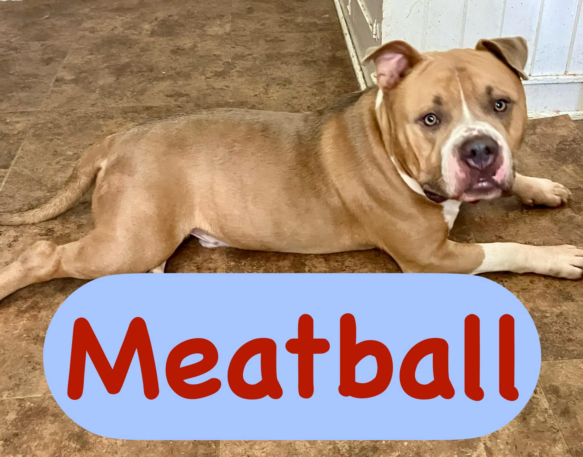 Meatball, Adoptable, Adult Male American Bully.