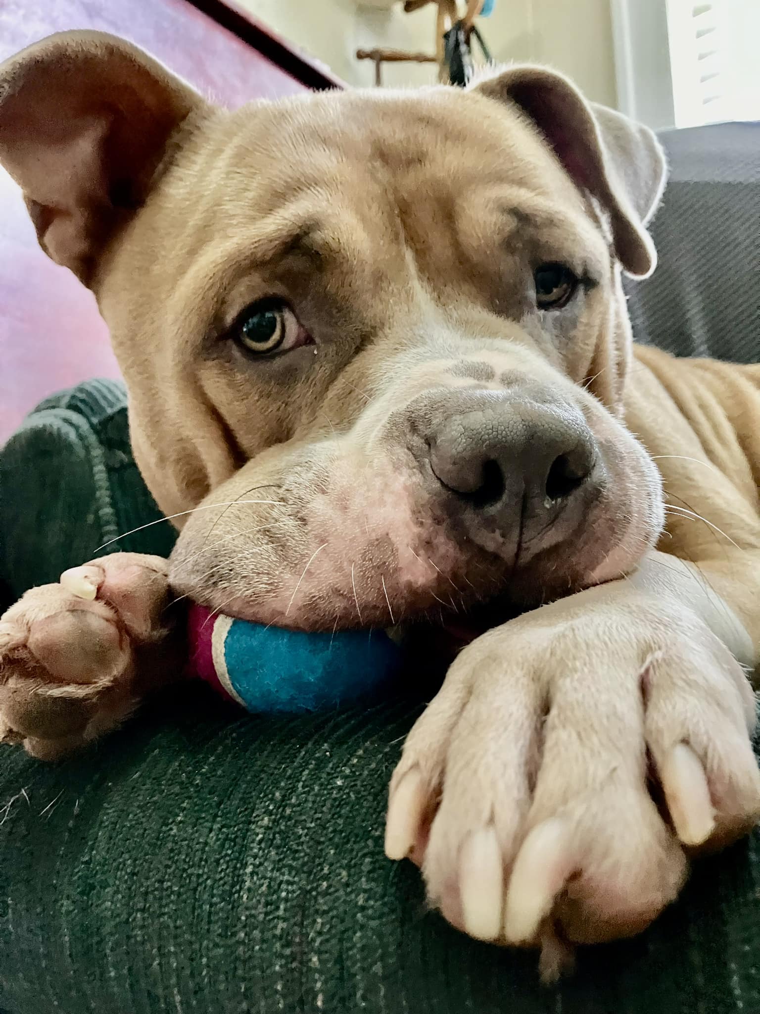 Meatball, a Adoptable mixed breed in Shreveport, LA image 2/3