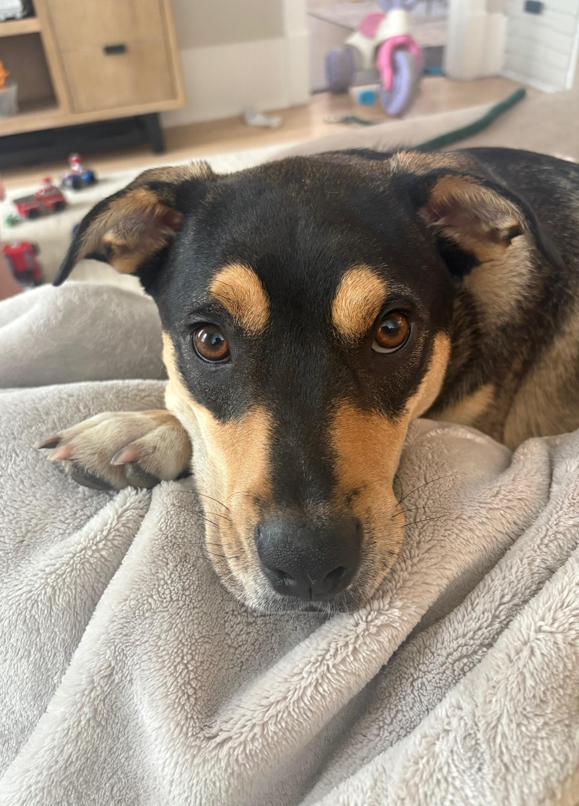 Buzz, ADOPTABLE, Young Male Mixed Breed.