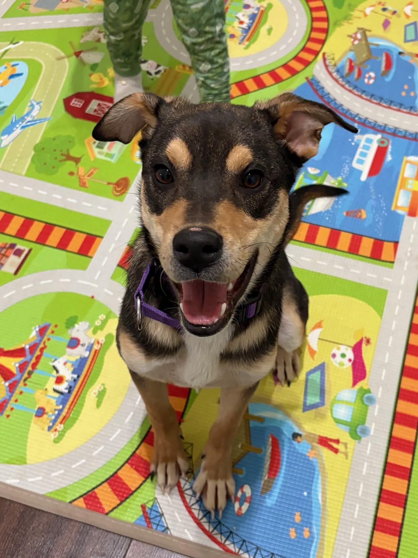 Enlarge Buzz, a ADOPTABLE Mixed Breed in Sioux Falls, SD image 2/5