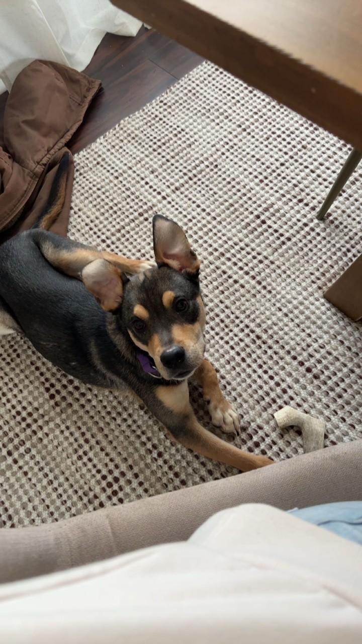 Enlarge Buzz, a ADOPTABLE Mixed Breed in Sioux Falls, SD image 4/5