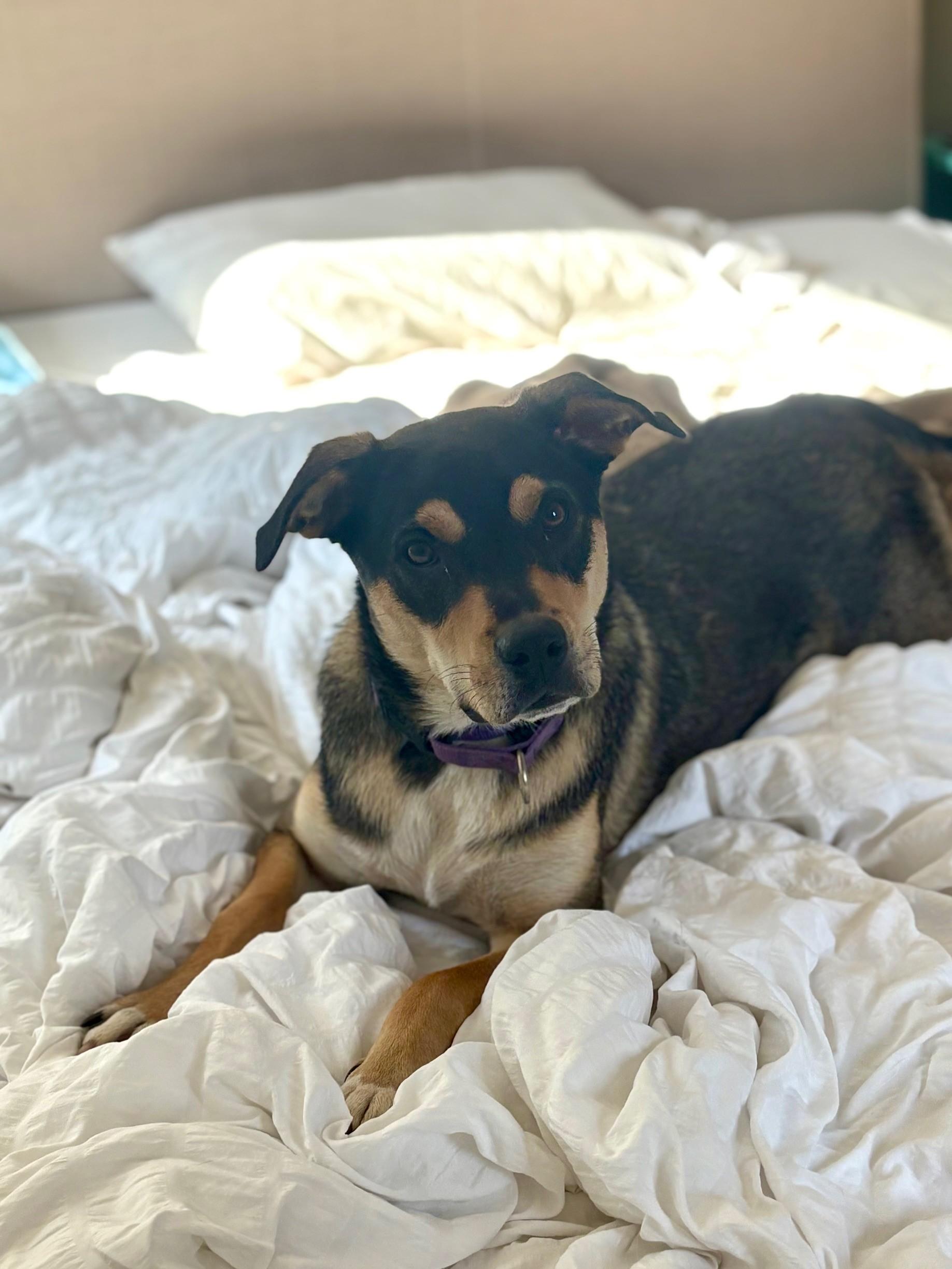 Enlarge Buzz, a ADOPTABLE Mixed Breed in Sioux Falls, SD image 5/5