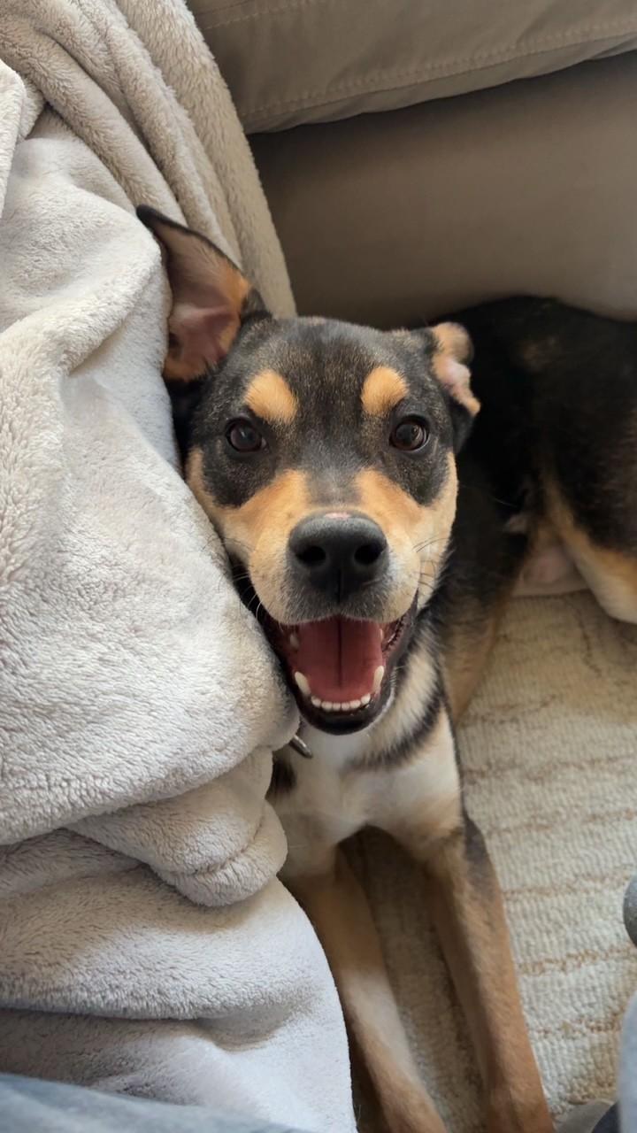 Enlarge Buzz, a ADOPTABLE Mixed Breed in Sioux Falls, SD image 3/5