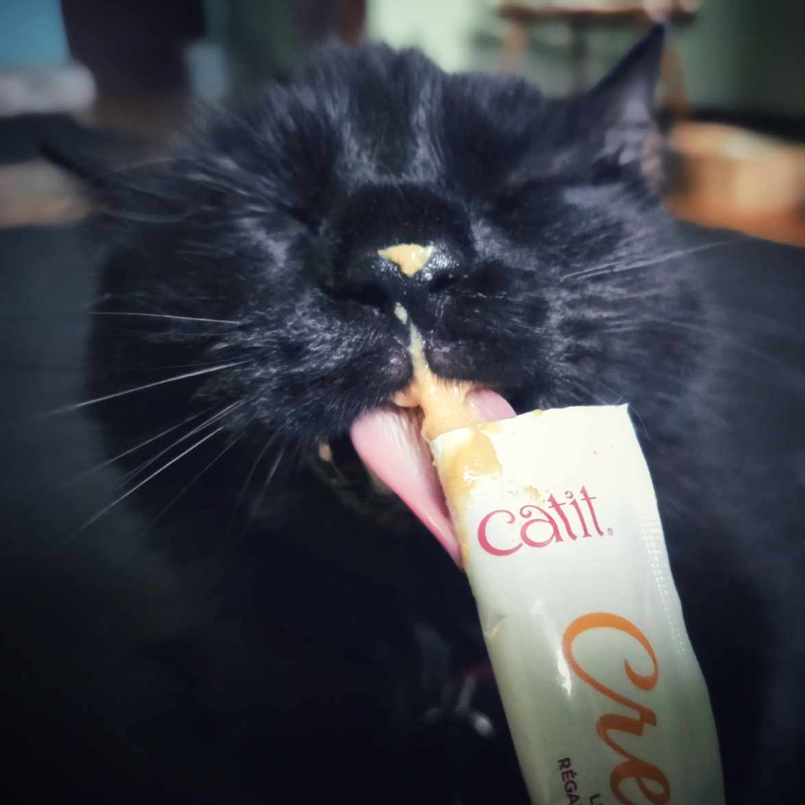 Maeve, an adopted Domestic Medium Hair in Montreal, QC image 6/6