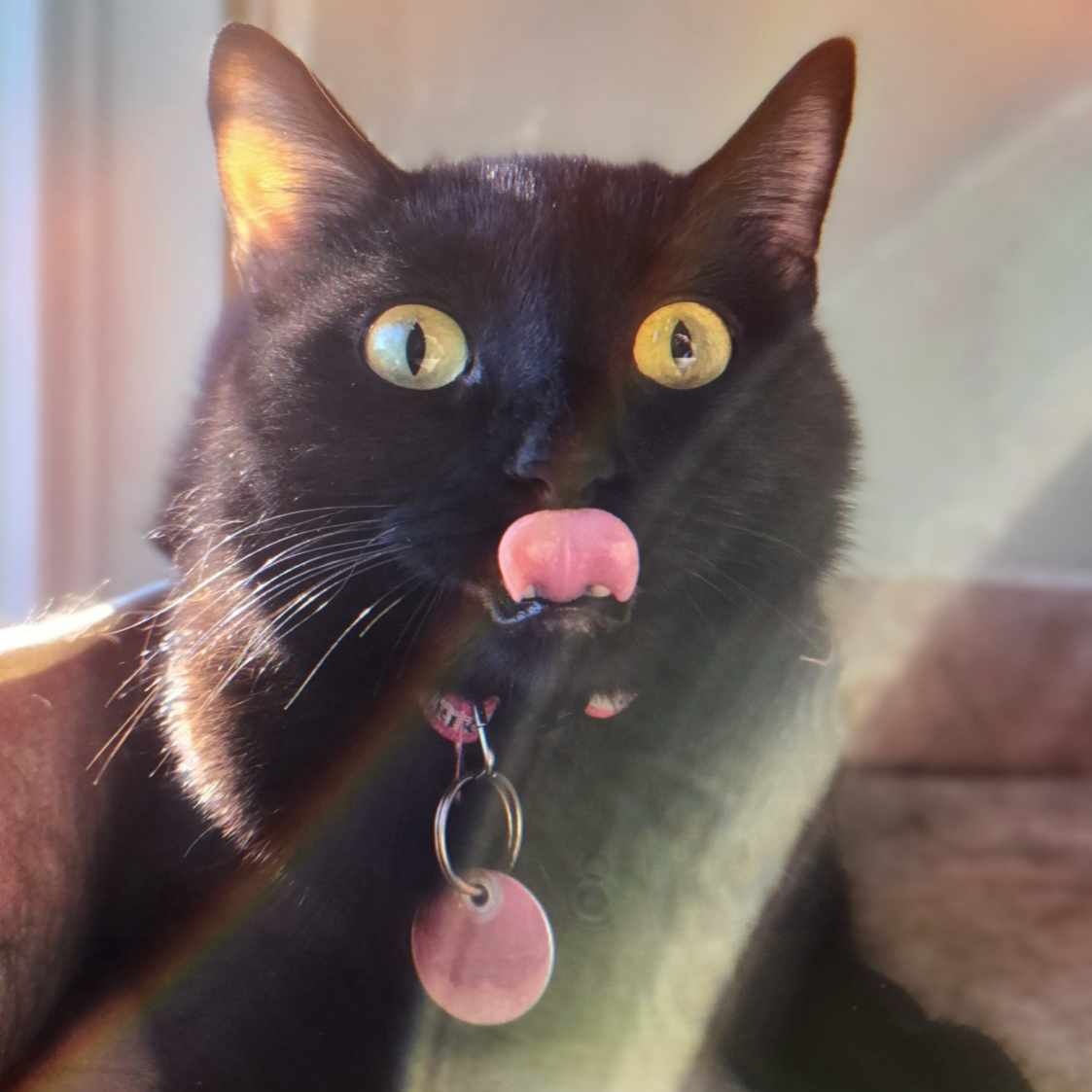 Maeve, an adopted Domestic Medium Hair in Montreal, QC image 1/6