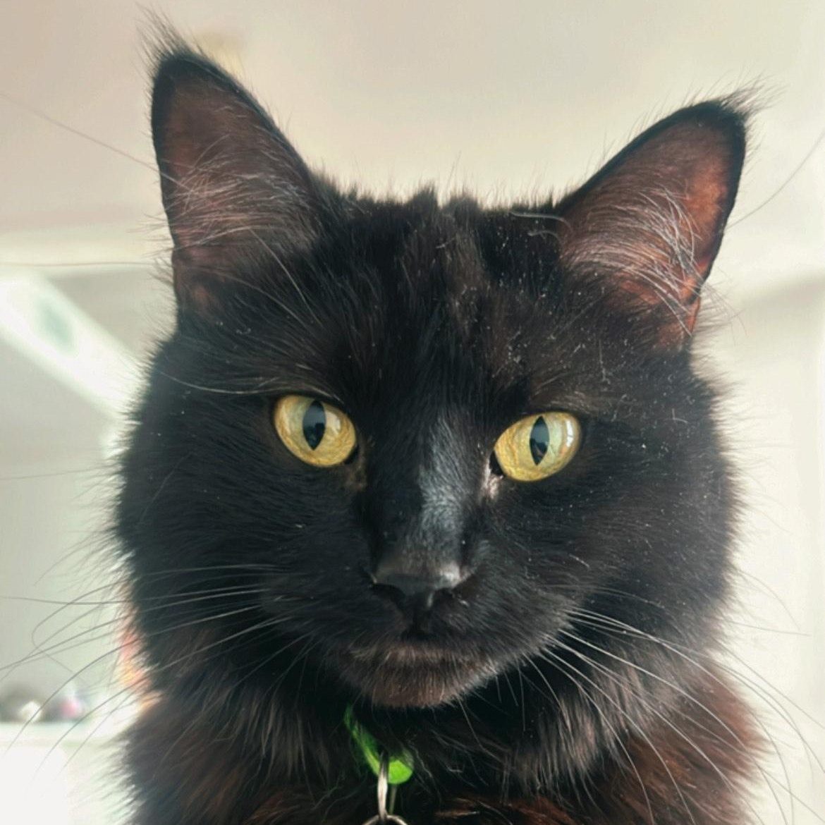 Maeve, an adopted Domestic Medium Hair in Montreal, QC image 3/6