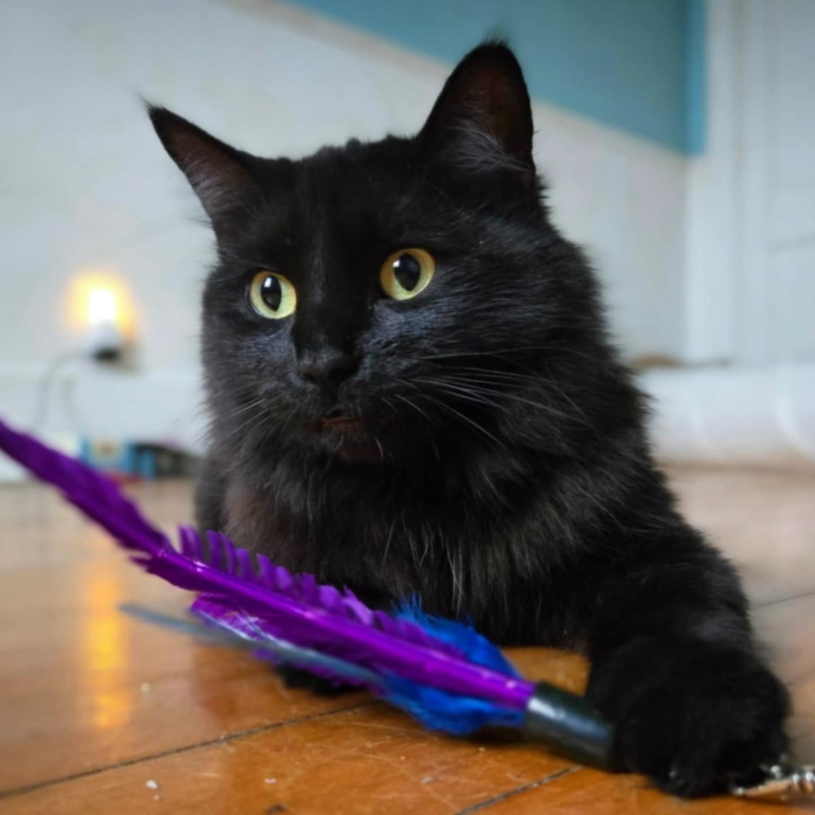Maeve, an adopted Domestic Medium Hair in Montreal, QC image 5/6