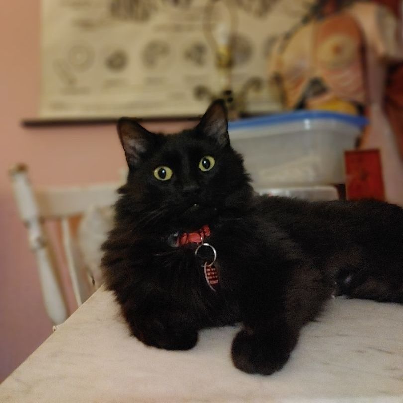 Maeve, an adopted Domestic Medium Hair in Montreal, QC image 4/6