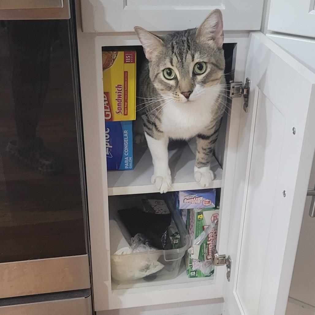 DMV Dave, a Adoptable Domestic Short Hair in Brooklyn, NY image 2/4