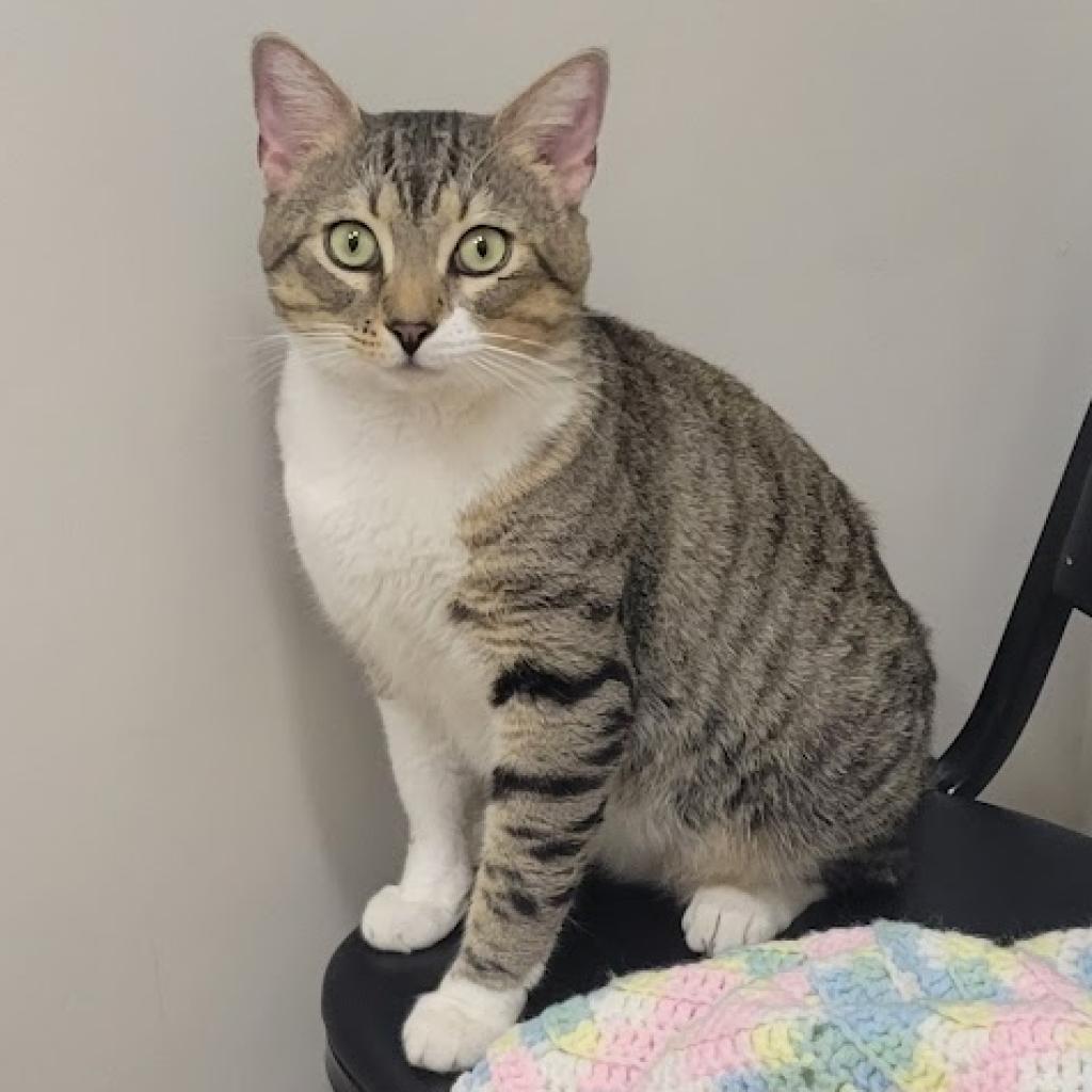 DMV Dave, a Adoptable Domestic Short Hair in Brooklyn, NY image 3/4