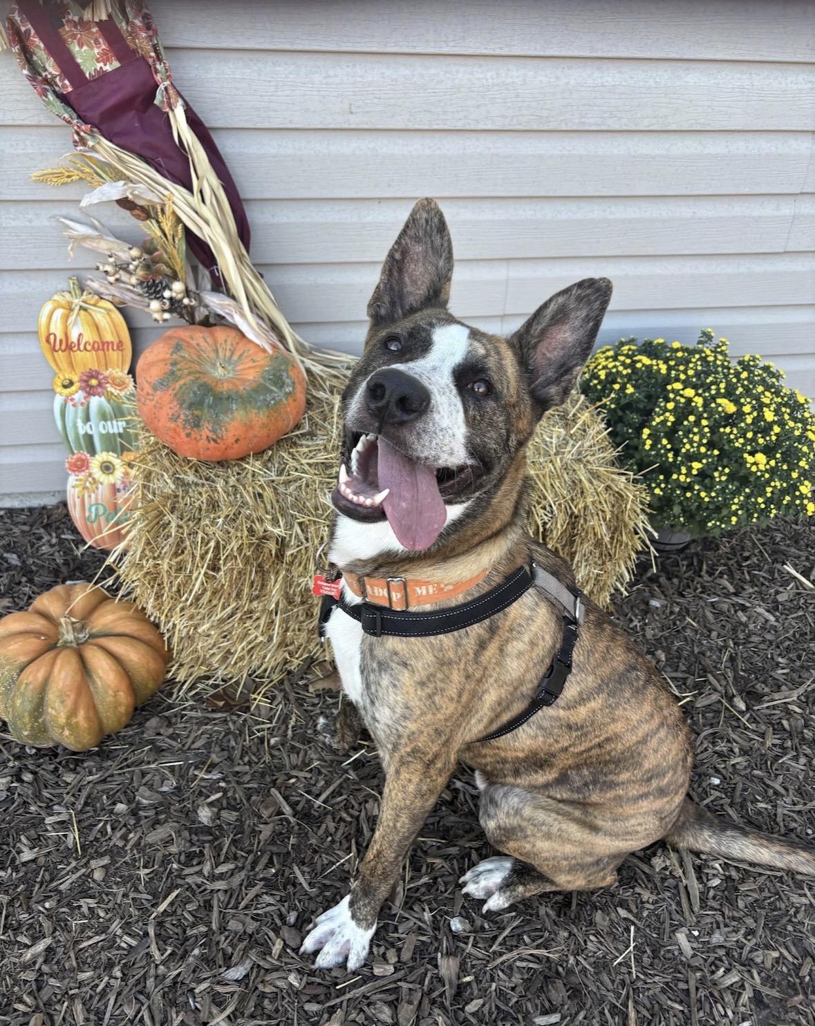 Enlarge Theo, a Adoptable mixed breed in Columbia, MO image 1/6
