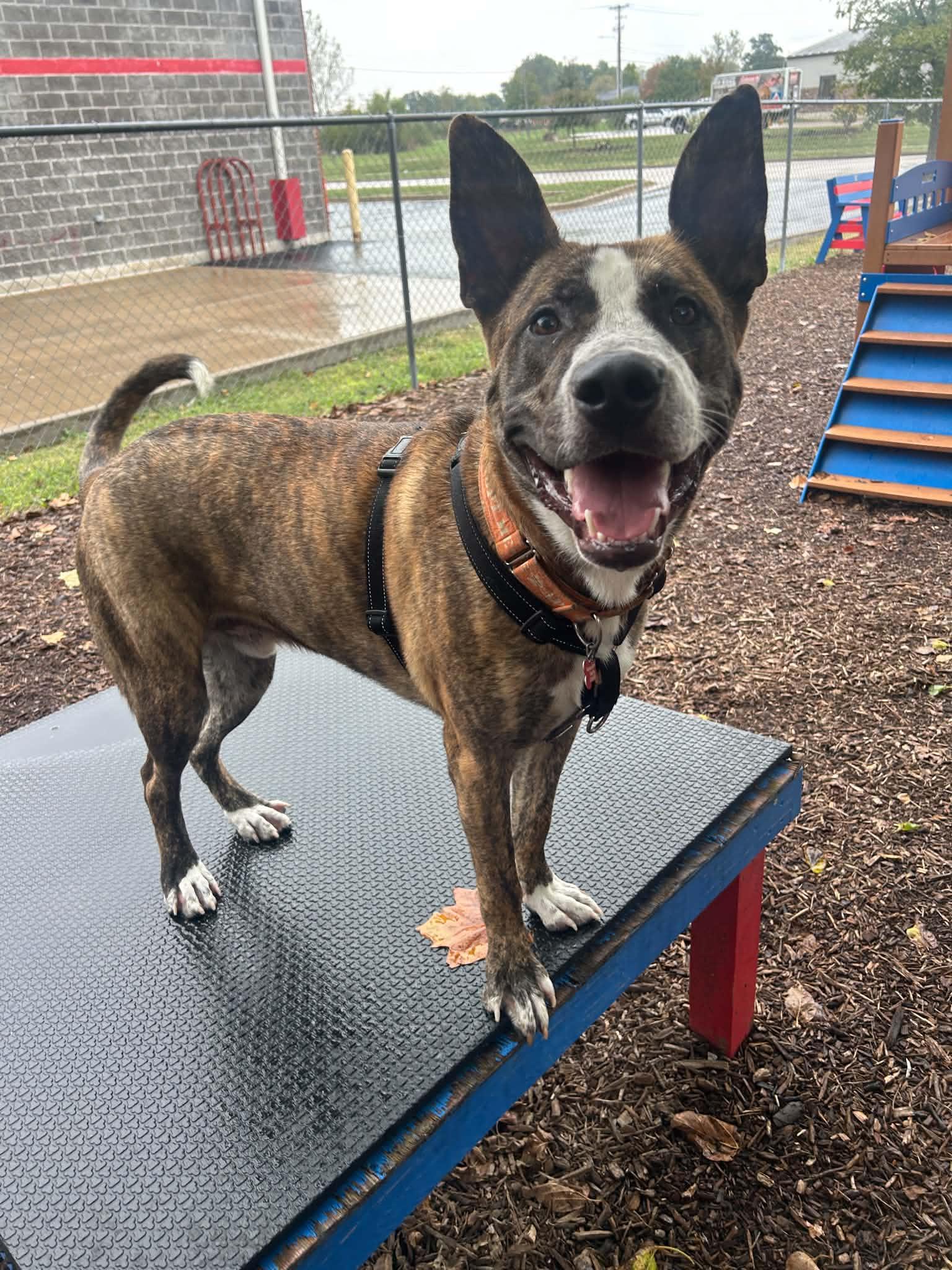 Enlarge Theo, a Adoptable mixed breed in Columbia, MO image 6/6