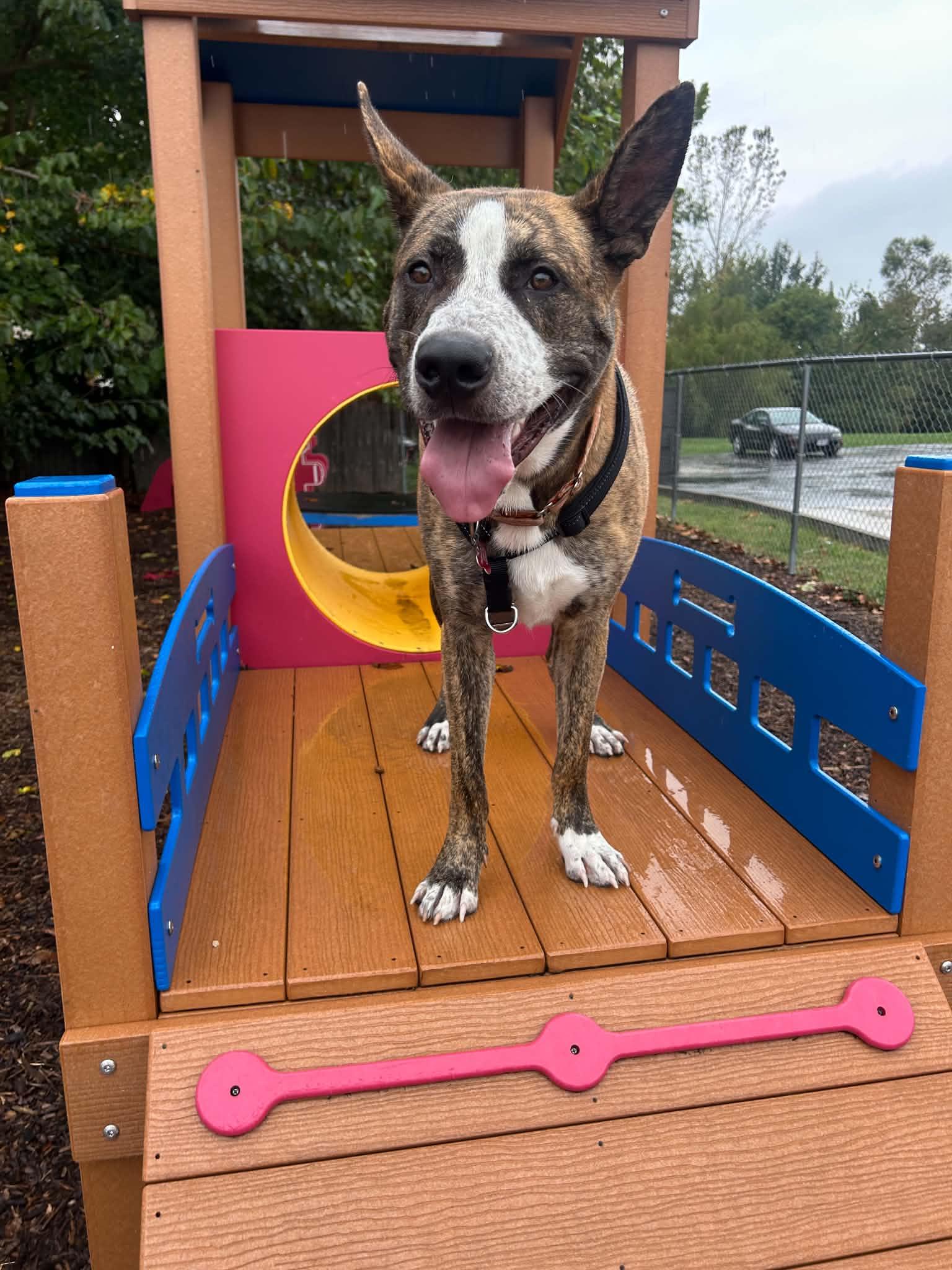 Enlarge Theo, a Adoptable mixed breed in Columbia, MO image 2/6