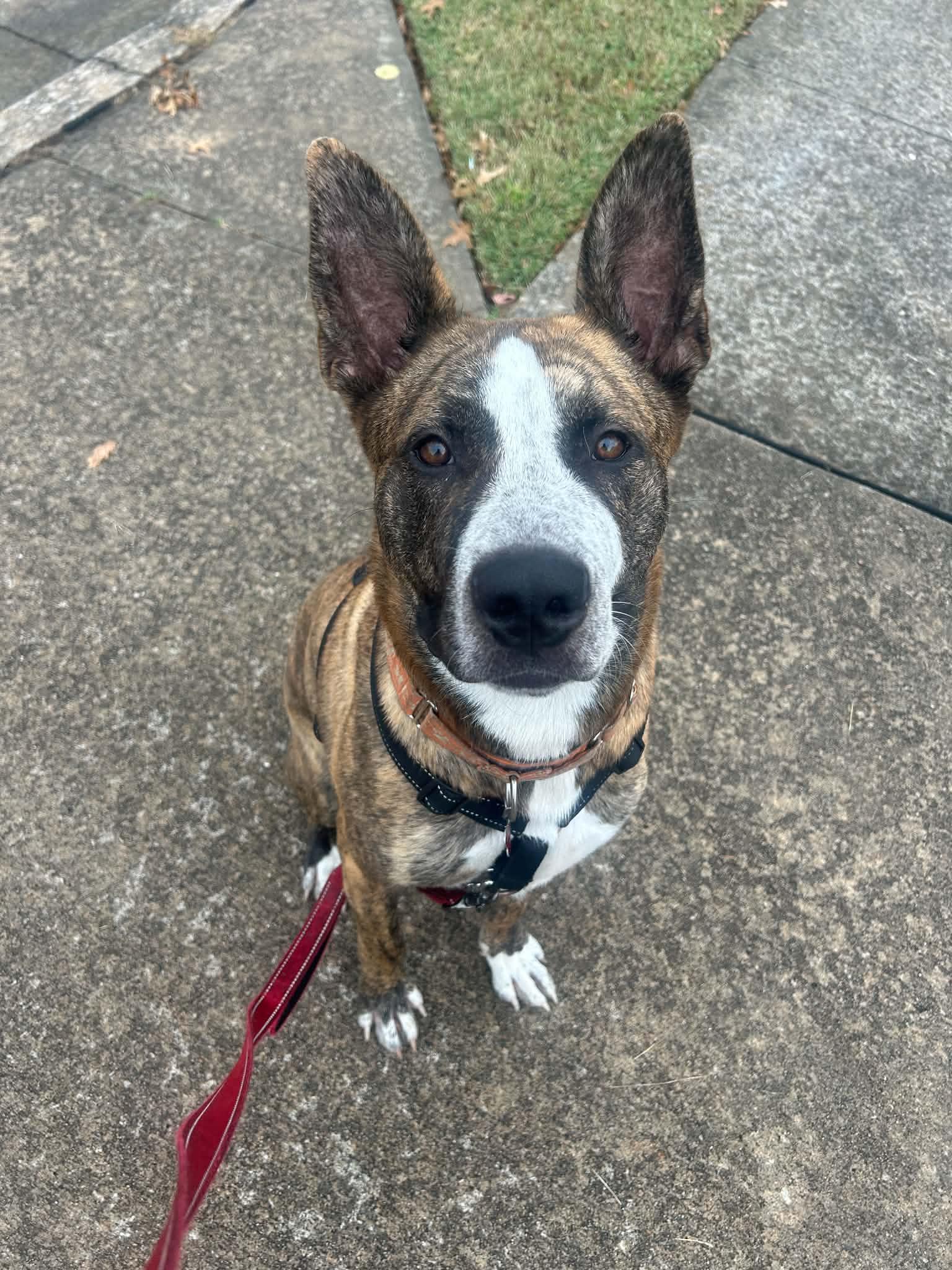 Enlarge Theo, a Adoptable mixed breed in Columbia, MO image 5/6