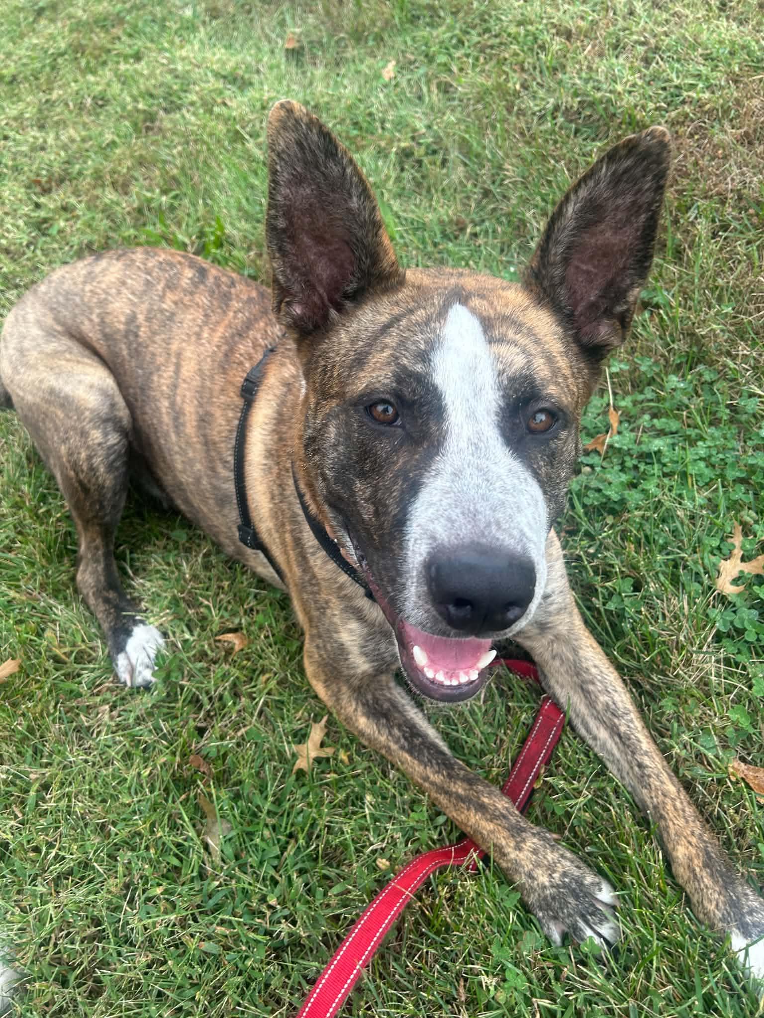 Enlarge Theo, a Adoptable mixed breed in Columbia, MO image 4/6