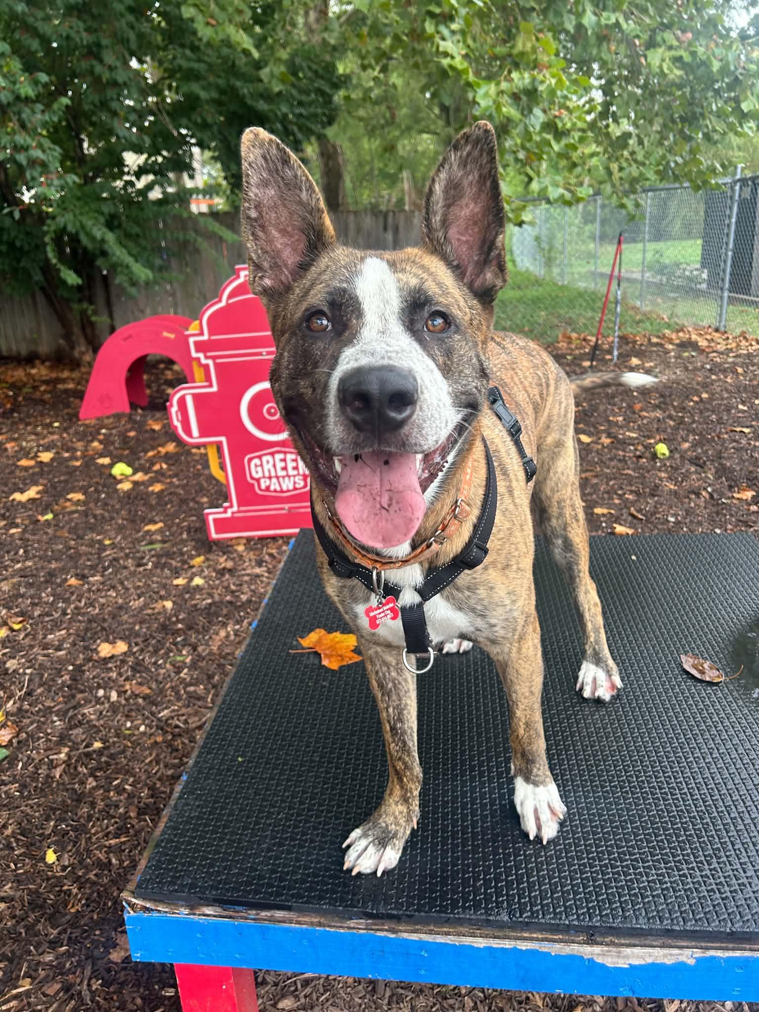 Enlarge Theo, a Adoptable mixed breed in Columbia, MO image 3/6