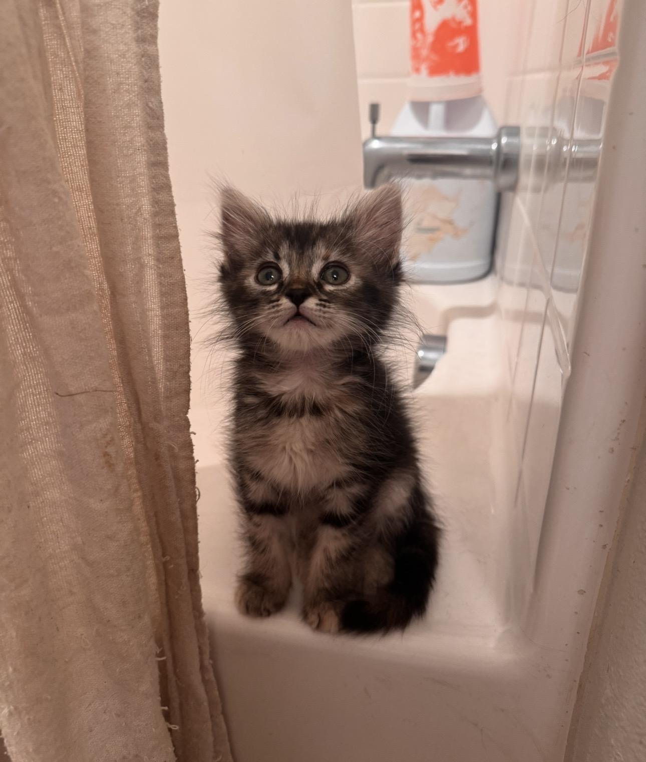 Teeny, ADOPTABLE, Kitten Female Domestic Long Hair.