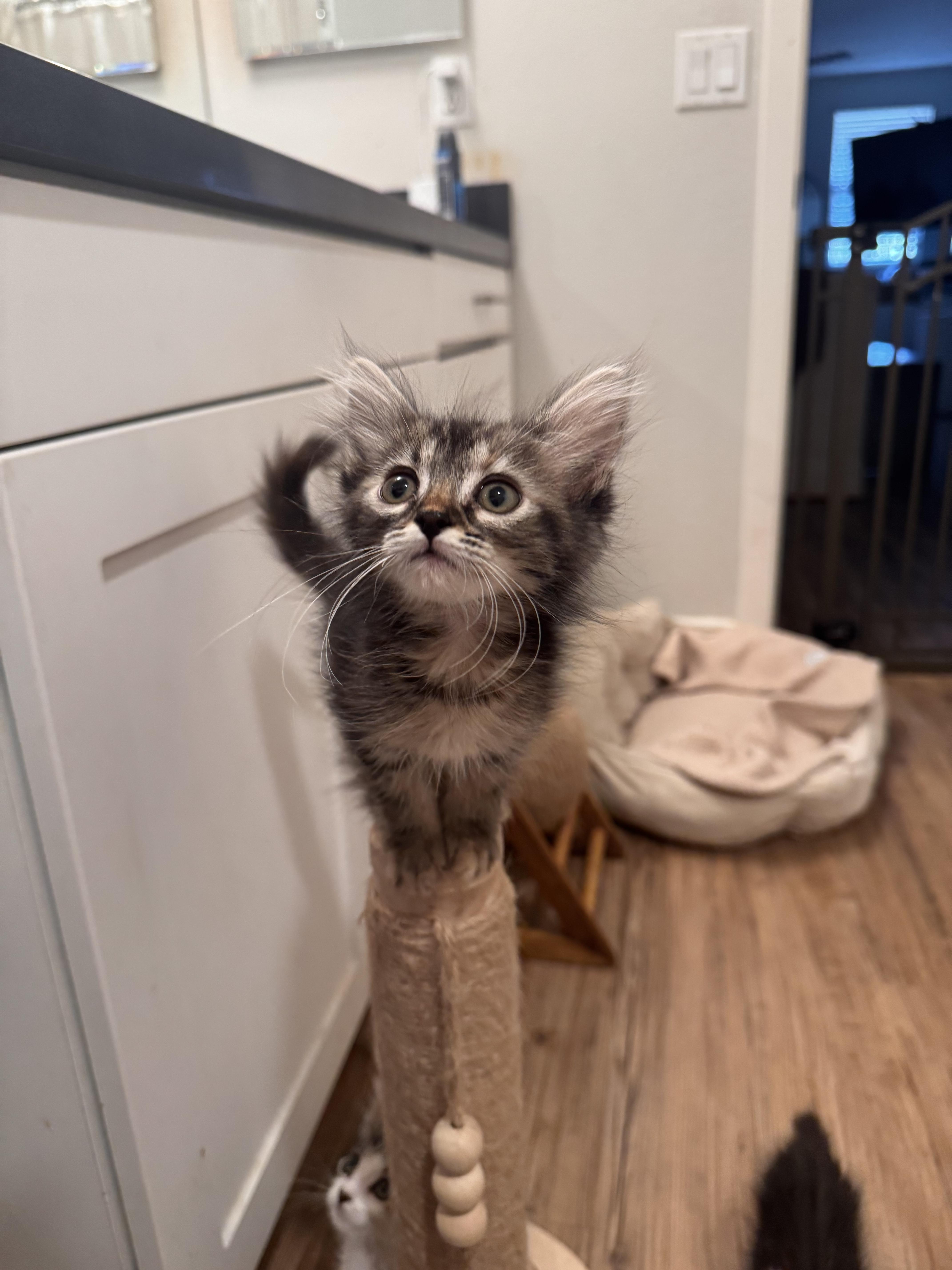 Enlarge Teeny, a ADOPTABLE Domestic Long Hair in San Diego, CA image 2/3