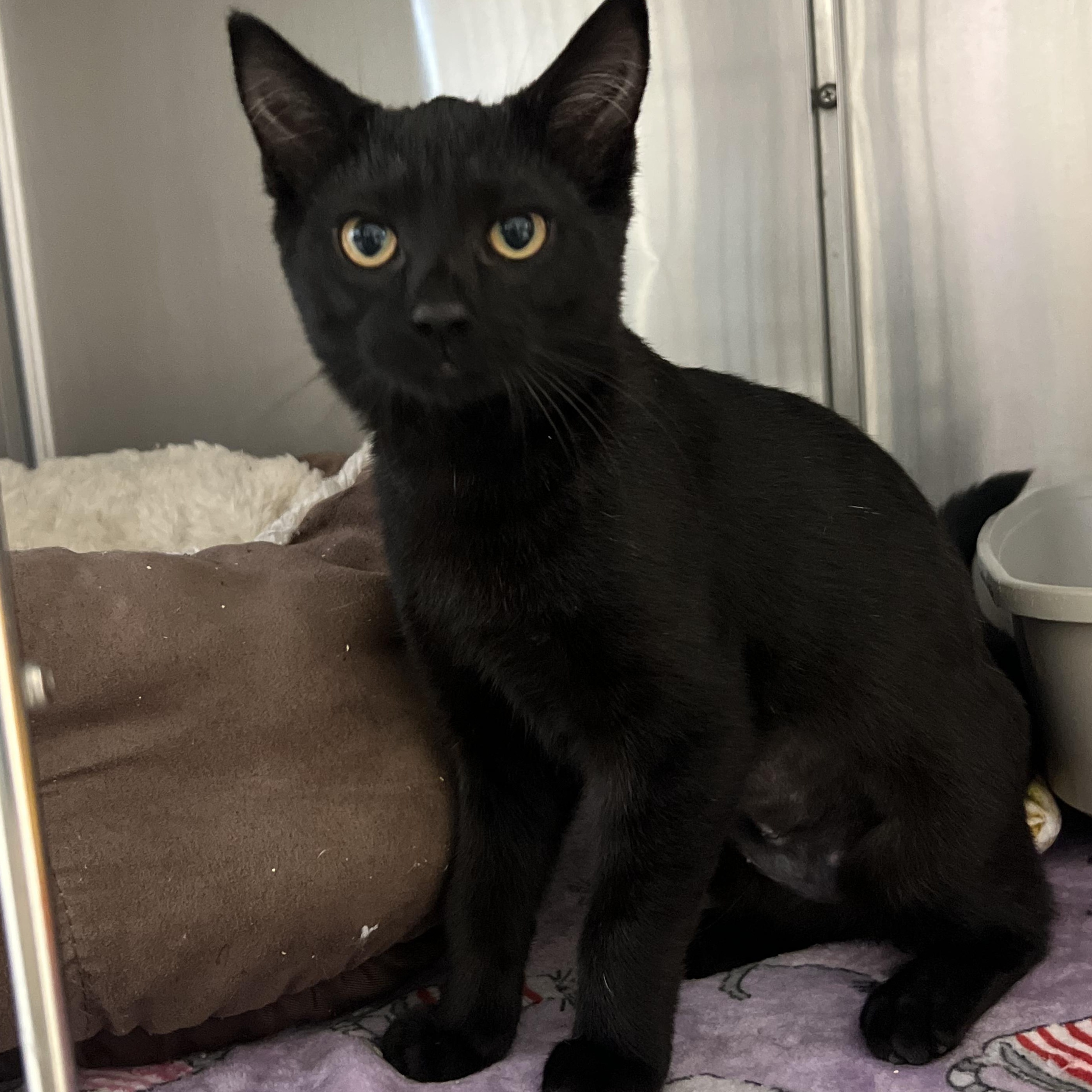 Enlarge Mystra, an adopted Domestic Short Hair in Mount Pleasant, MI image 1/2