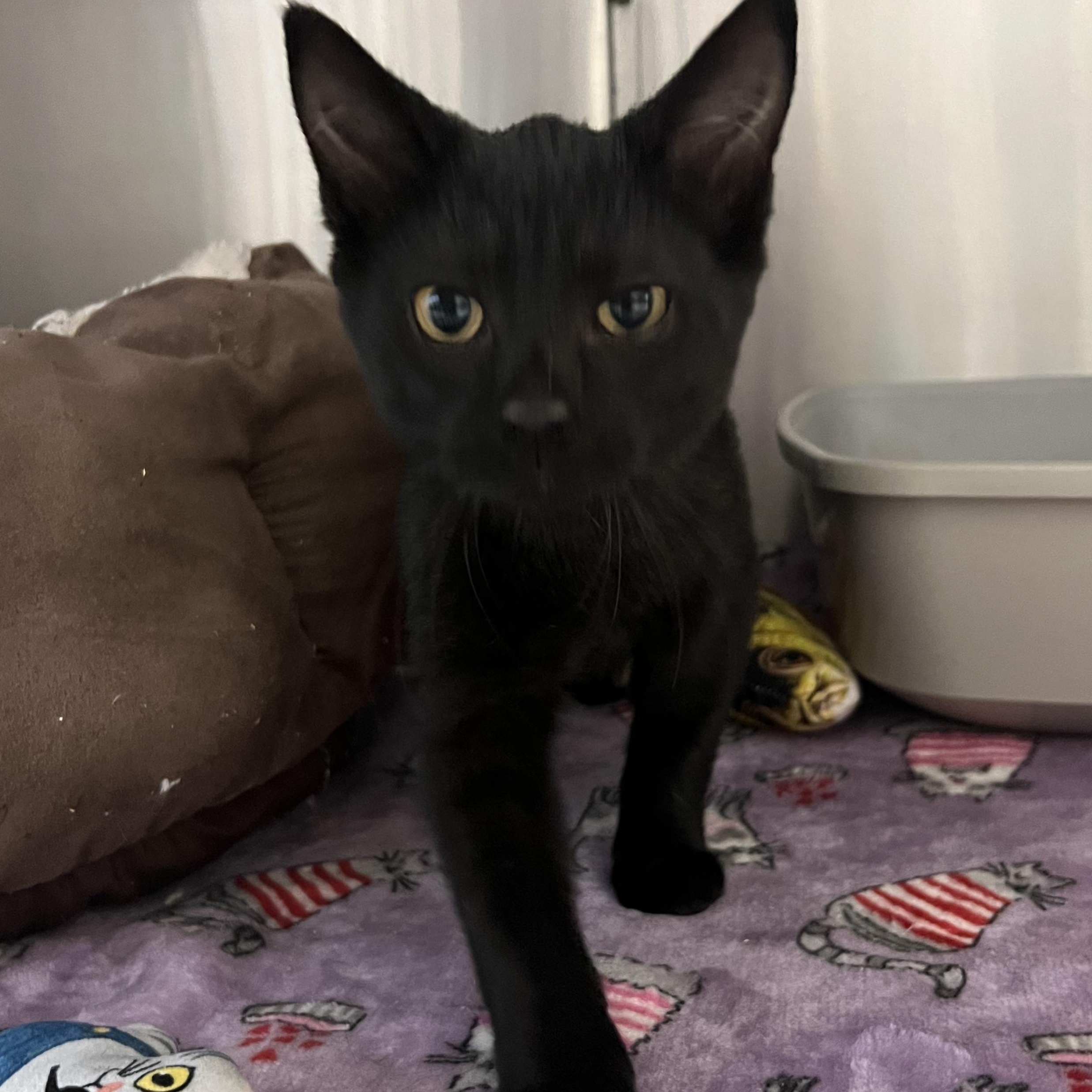 Enlarge Mystra, an adopted Domestic Short Hair in Mount Pleasant, MI image 2/2