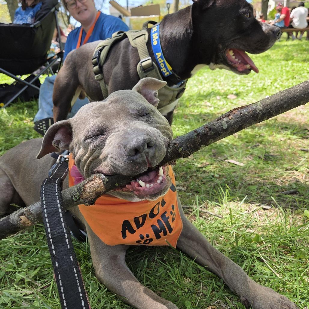 Enlarge ZOEY, a Adoptable Pit Bull Terrier in Conshohocken, PA image 1/6
