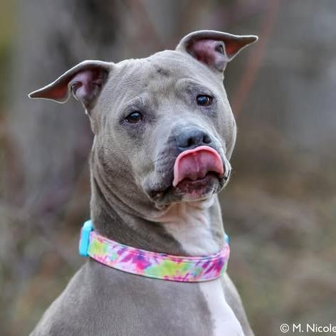 Enlarge ZOEY, a Adoptable Pit Bull Terrier in Conshohocken, PA image 2/6