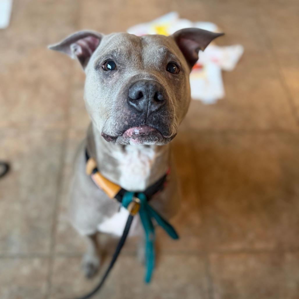 Enlarge ZOEY, a Adoptable Pit Bull Terrier in Conshohocken, PA image 3/6